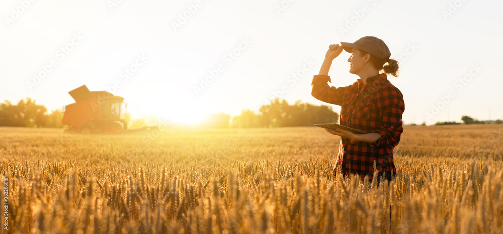 Farmer using digital technology in field at sunset